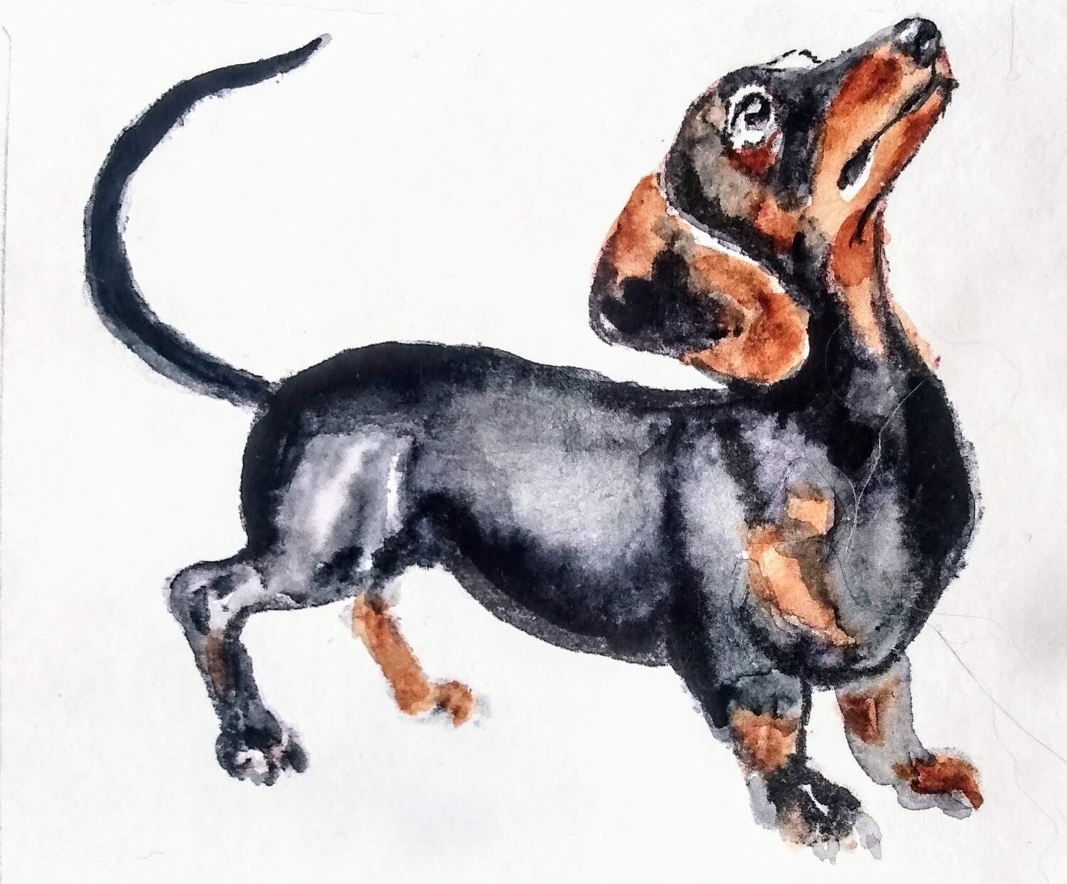 Dachshund dog Daniela Vasileva