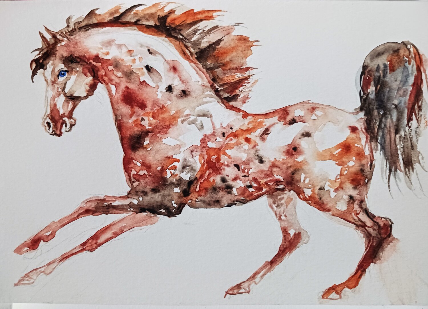 Appaloosa horse running Daniela Vasileva