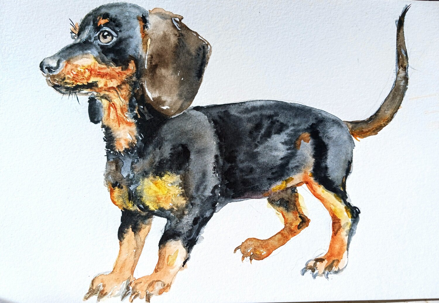 Dachshund dog pet Daniela Vasileva