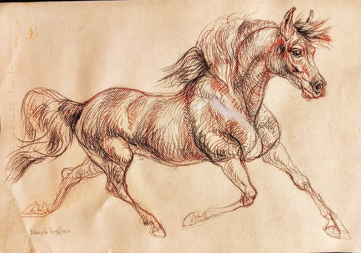 Horse running art - Daniela Vasileva - Pastel, Pencil on Paper, image size:1500x1050