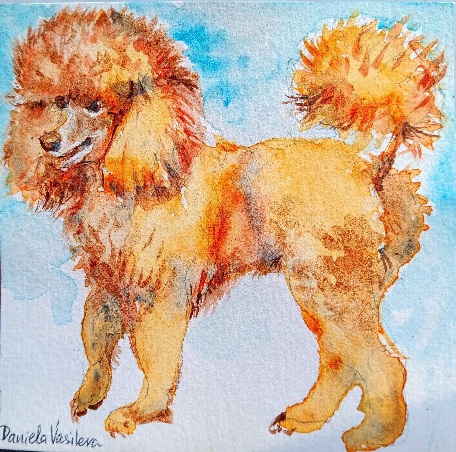 The golden poodle Daniela Vasileva