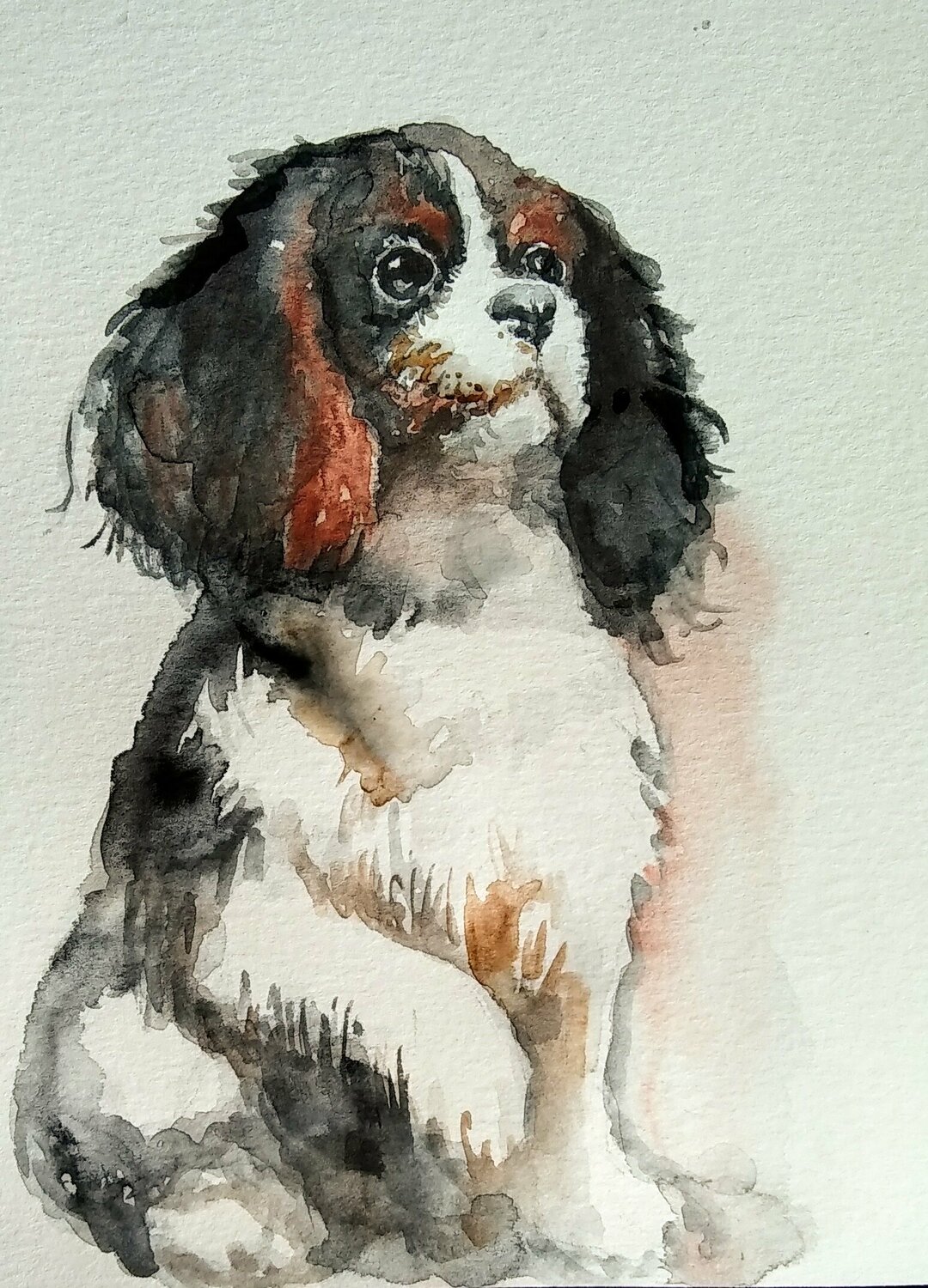 Cavalier King Charles spaniel puppy Daniela Vasileva