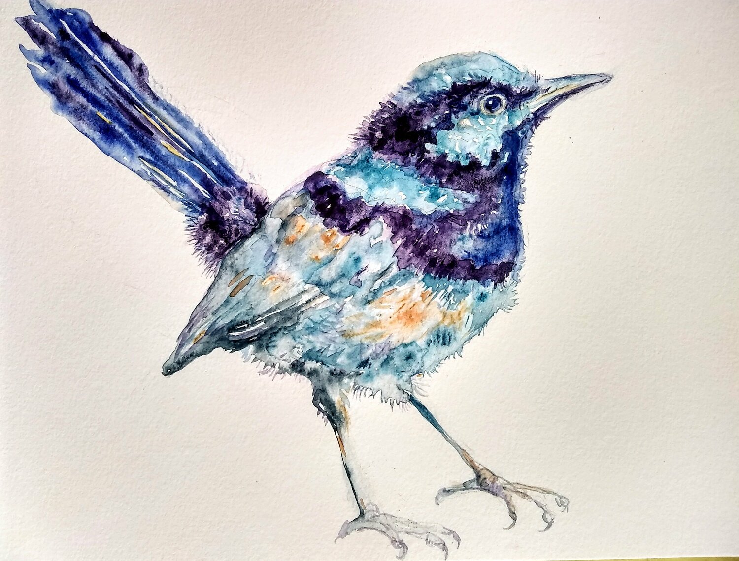 Black  blue and gray bird Daniela Vasileva