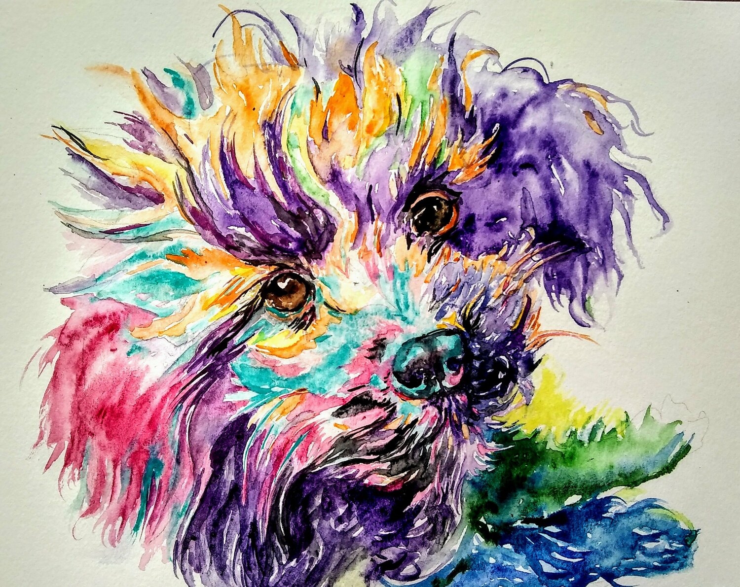Colorful poodle puppy Daniela Vasileva