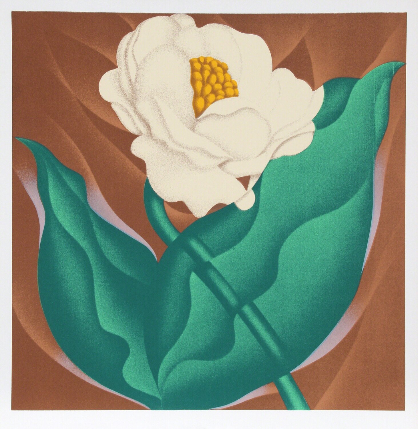 Globe Flower Jack Brusca