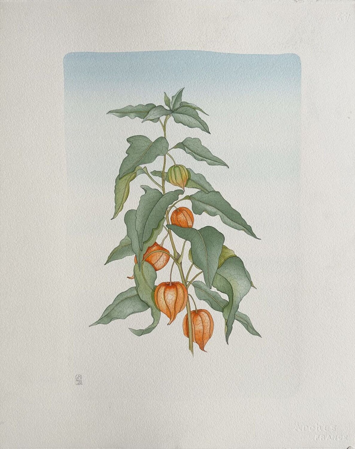 Fleur II Jean-Paul Griffoulière