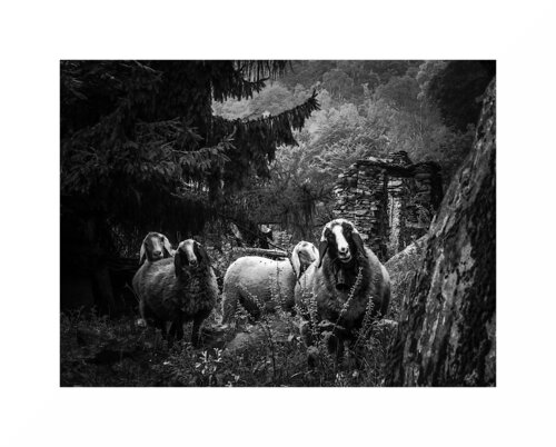 Al Pascolo par Eros Bottazzo, Photographie en vente sur Singulart
