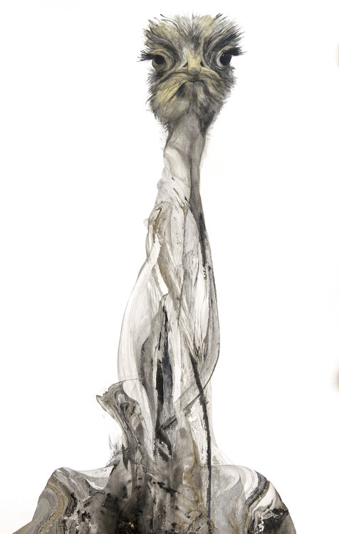 Avestruz Paula Segarra