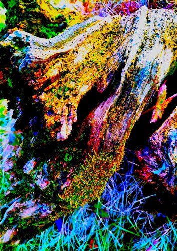 LA CASA DEI PUFFI von Mara Montagna, Fotografie kaufen auf Singulart