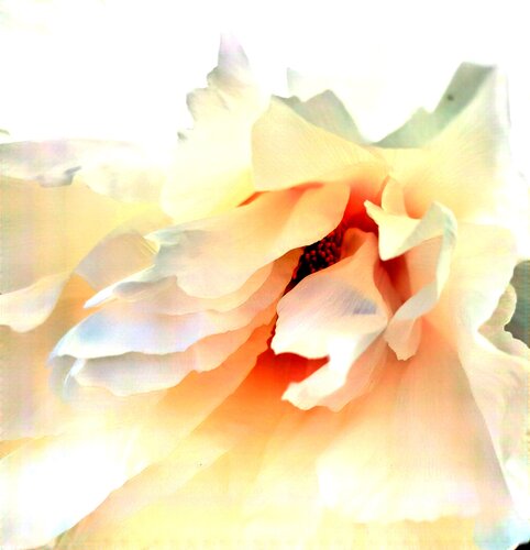 Sussurri d'amore tra i candidi petali by Mara Montagna, Photography for Sale on Singulart
