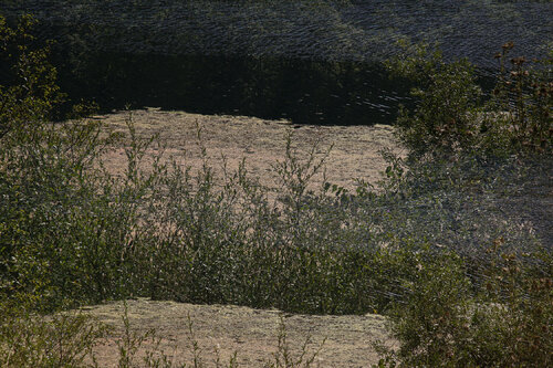 Daydreaming, Golden Forest 01, Albania di Márcio Neves, Fotografia in vendita su Singulart