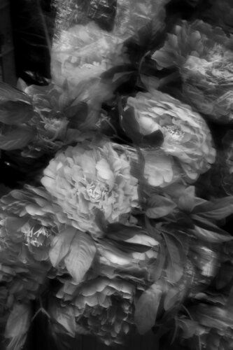 Flowers 01 B&W de Márcio Neves, Fotografía a la venta en Singulart