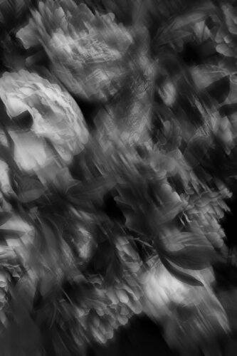 Flowers 02 B&W par Márcio Neves, Photographie en vente sur Singulart