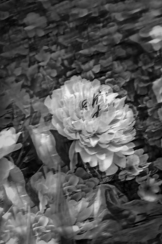 Flowers 03 B&W par Márcio Neves, Photographie en vente sur Singulart