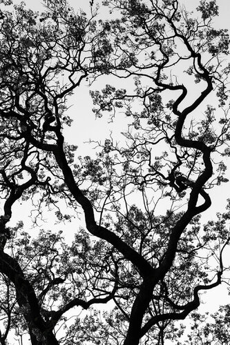 Flowers: Rosewood 01 B&W, Buenos Aires van Márcio Neves, Fotografie te koop op Singulart