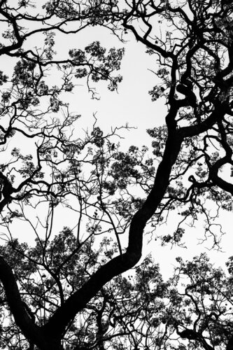 Flowers: Rosewood 02 B&W, Buenos Aires van Márcio Neves, Fotografie te koop op Singulart