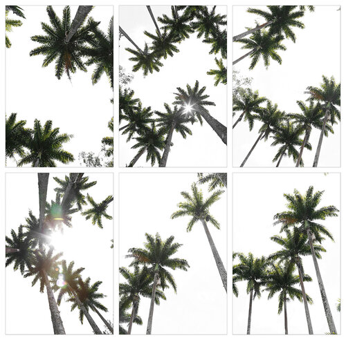 Palms, Brazil, Polyptych 01 (6pieces, each 60x40cm) van Márcio Neves, Fotografie te koop op Singulart