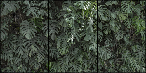 Monstera 01, Brazil, Polyptych (3 pieces, each 150x100cm) van Márcio Neves, Fotografie te koop op Singulart