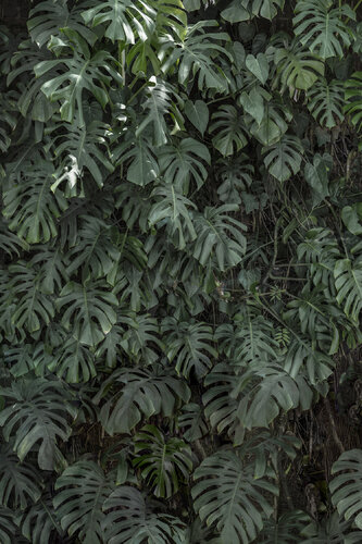 Monstera 02, Brazil by Márcio Neves, 사진 for Sale on Singulart