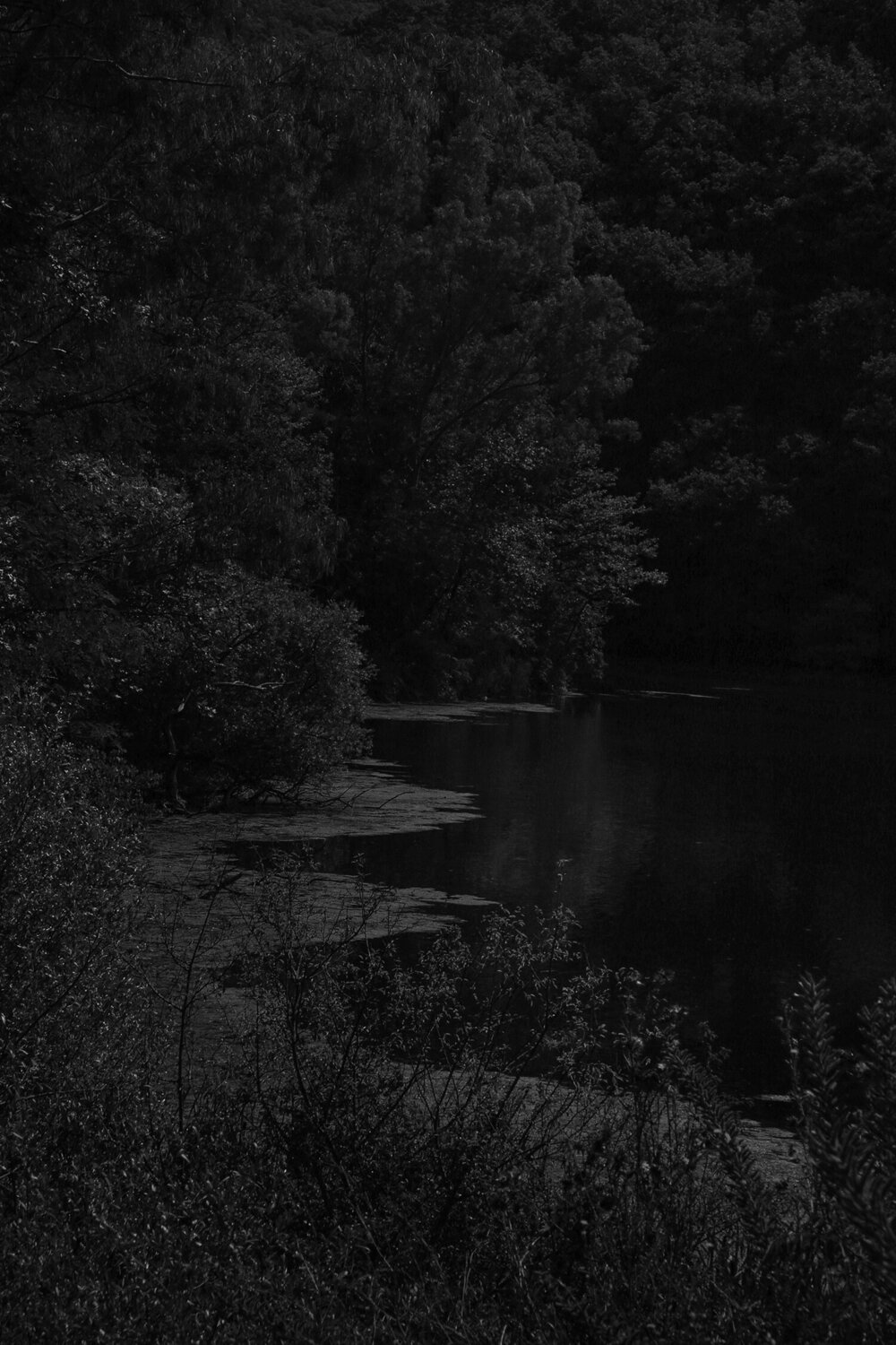 "Black Forest" 01, Albania Márcio Neves