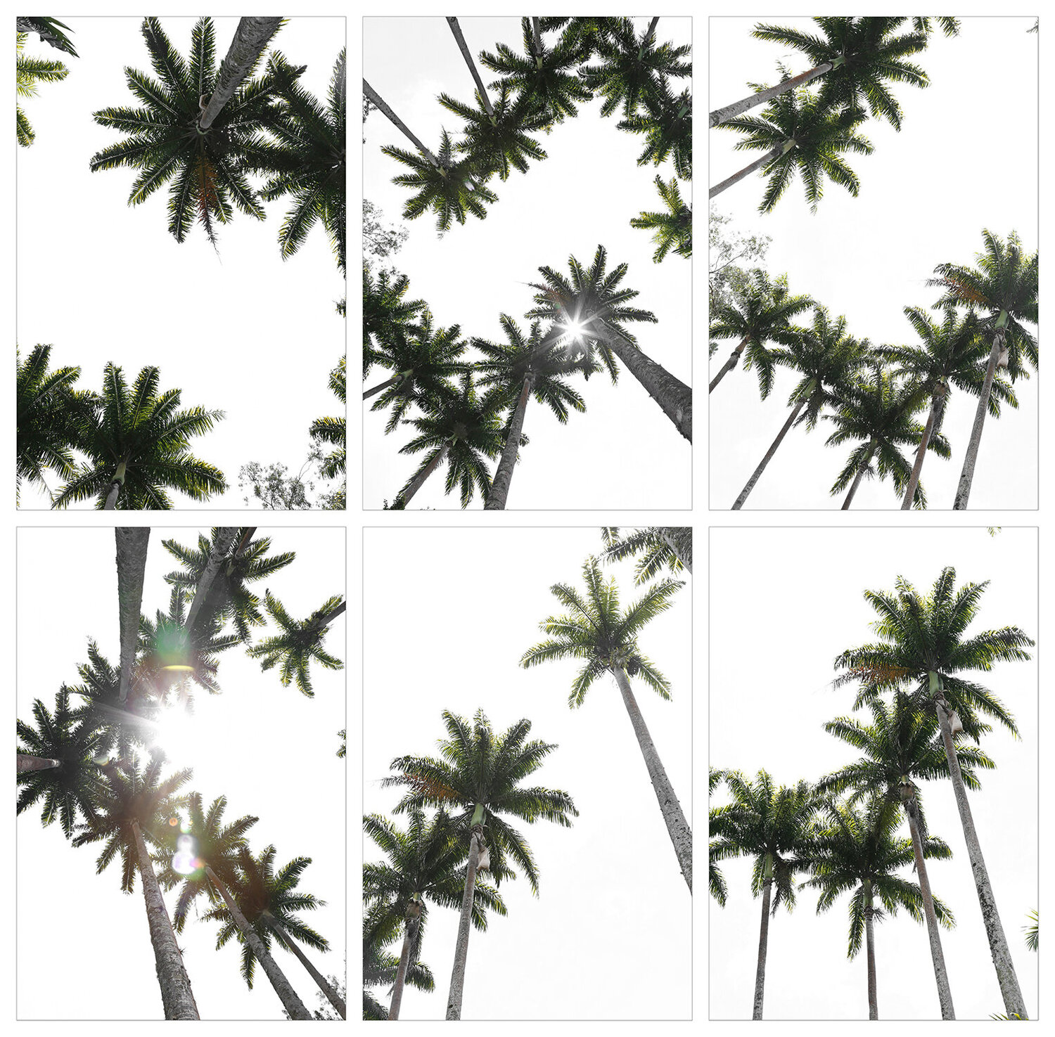 Palms, Brazil, Polyptych 01 (6pieces, each 60x40cm) Márcio Neves Fotografie zu verkaufen