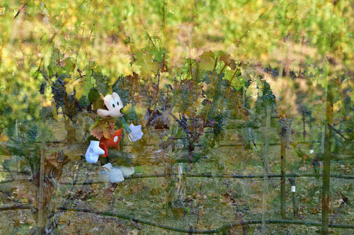 Grapeful Mickey by Karen Scally, 사진 for Sale on Singulart