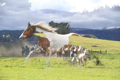 Running Wild by Karen Scally, 사진 for Sale on Singulart