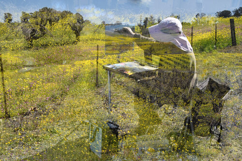 East Bay vineyard by Karen Scally, 사진 for Sale on Singulart