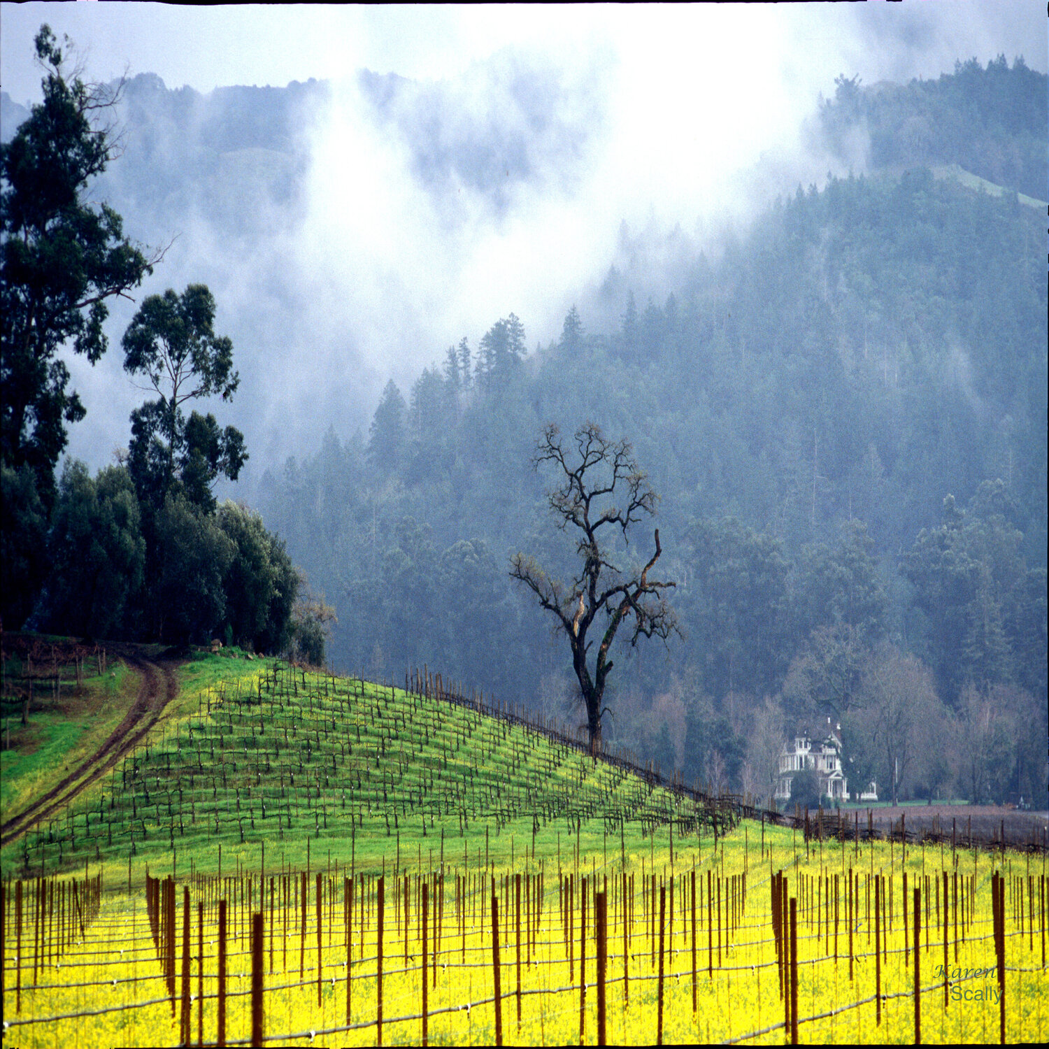 Napa fog Karen Scally