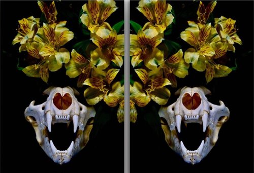 Flowers & Fangs von David Stewart Brown, Fotografie kaufen auf Singulart