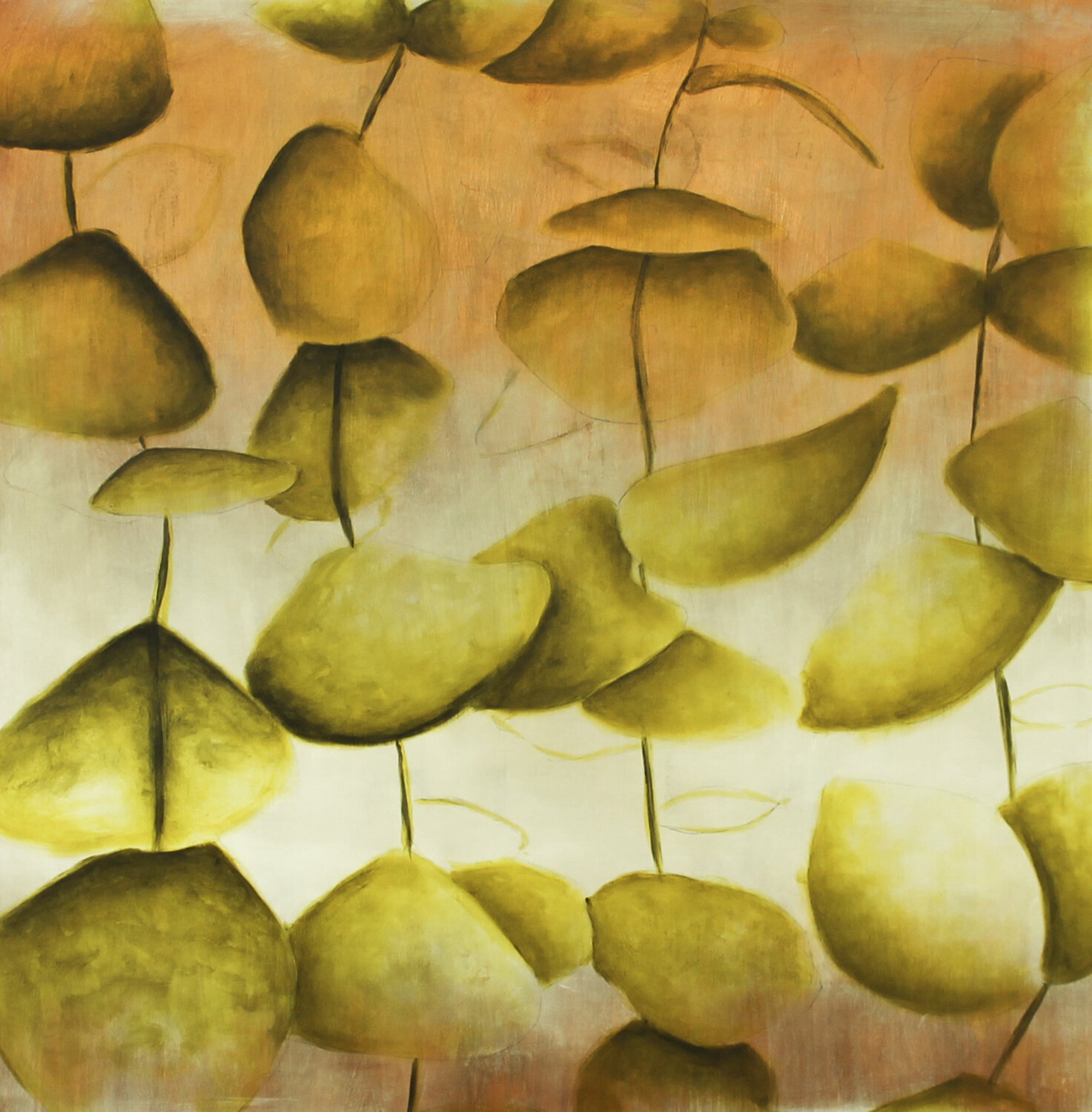 Eucalyptus Brad Marr