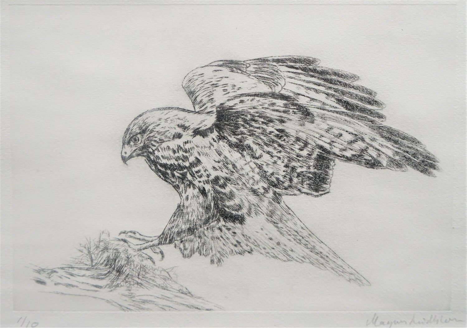 The Buzzard Magnus Lindblom