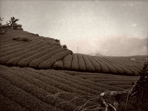 Tea field di Agnieszka Kamińska, Digitale in vendita su Singulart