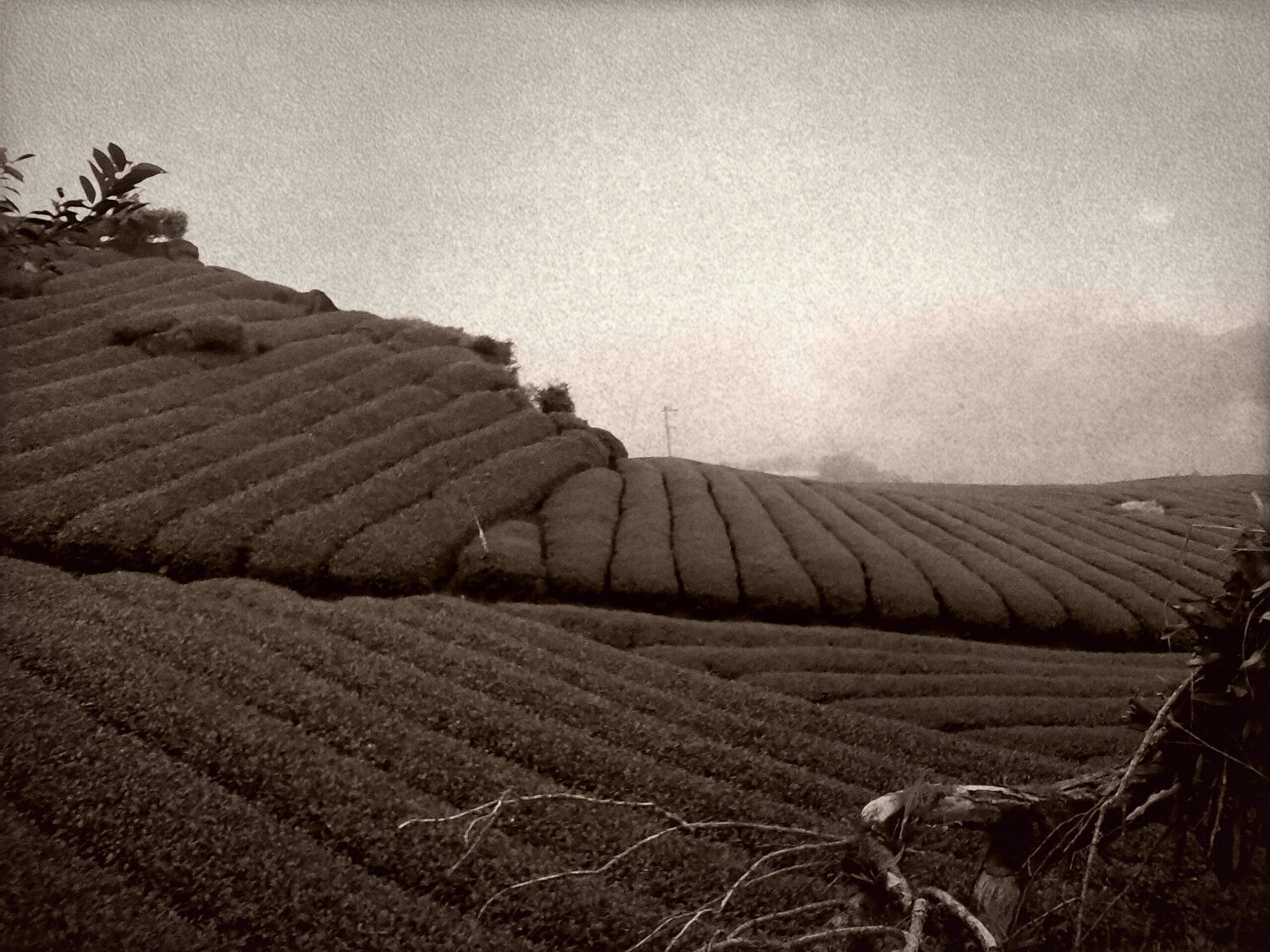 Tea field Agnieszka Kamińska
