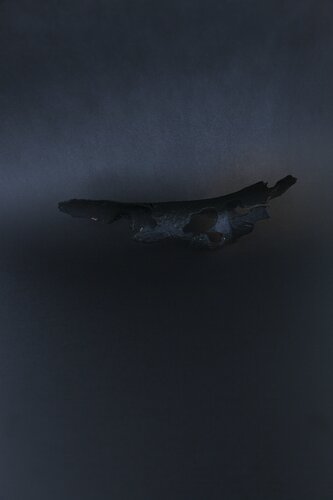 Branche flottante von Pauline Thomas, Fotografie kaufen auf Singulart