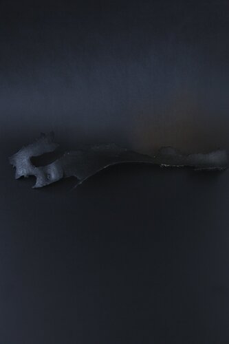 Ecorce Couchée par Pauline Thomas, Photographie en vente sur Singulart