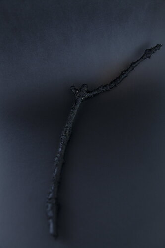 Brindille von Pauline Thomas, Fotografie kaufen auf Singulart