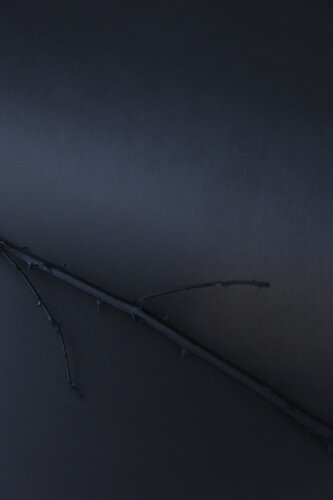 Tige filante di Pauline Thomas, Fotografia in vendita su Singulart