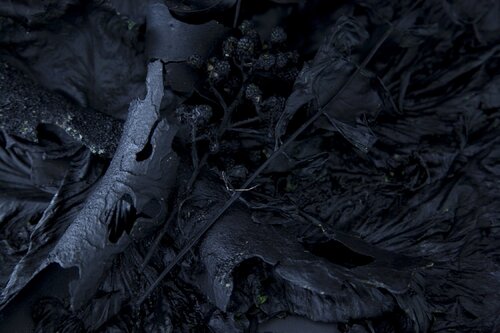 Feuilles mortes II di Pauline Thomas, Fotografia in vendita su Singulart