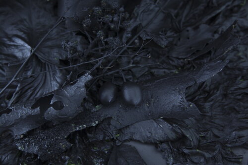 Feuilles mortes I di Pauline Thomas, Fotografia in vendita su Singulart