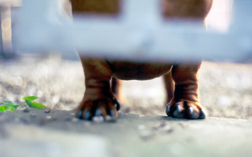 Der Wachhund by Andreas Bromba, Photography for Sale on Singulart