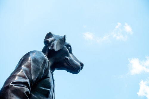 New York: In Manhattan tragen auch Hunde Anzüge by Andreas Bromba, Photography for Sale on Singulart