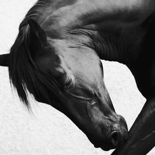Onyx Grace 2.5 (Equestrian Photography, Horse, Portrait, Monochrome) by Anna Archinger, 사진 for Sale on Singulart