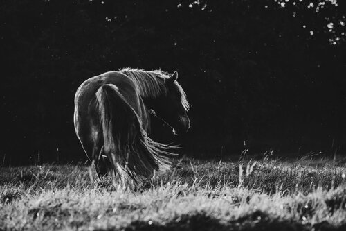 Clockwise Motion (Equestrian Photography, Horse, Portrait, Monochrome) by Anna Archinger, 사진 for Sale on Singulart