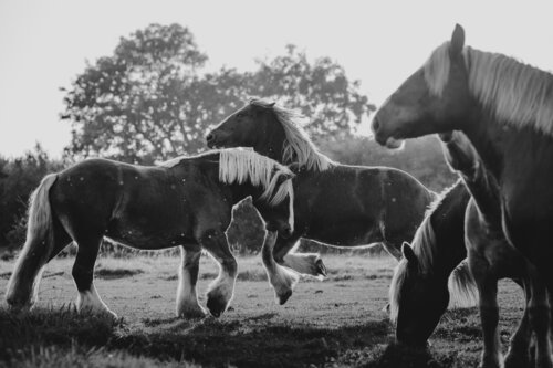 Sky Is The Limit (Equestrian Photography, Horse, Portrait, Monochrome) von Anna Archinger, Fotografie kaufen auf Singulart
