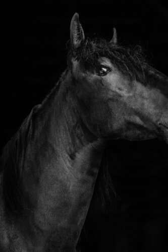 Titan (Equestrian Photography, Horse, Portrait, Monochrome) von Anna Archinger, Fotografie kaufen auf Singulart