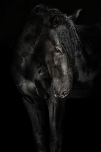 Ebony Tales (Equestrian Photography, Horse, Portrait, Monochrome) von Anna Archinger, Fotografie kaufen auf Singulart