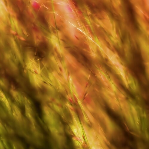 Waving reeds I by Sjaak Tool, Photography for Sale on Singulart