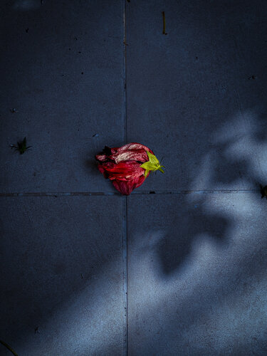 Radiant Resilience par Alva Martin, Photographie en vente sur Singulart