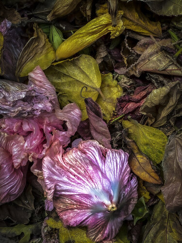 FV XL by Alva Martin, 写真 for Sale on Singulart